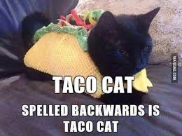 tacocat