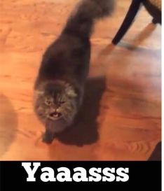 399cbcb88c76c5538408383cc521b5b0--funny-animals-meme