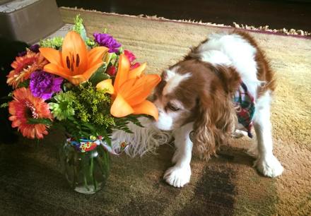 13668993_10154666628585769_4956598305306113206_n