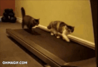 cats treadmill